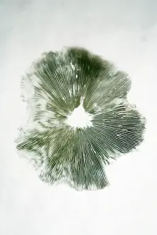 spore print mushroom