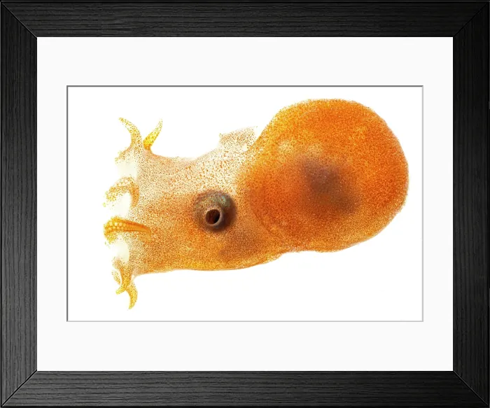 Framed Print : Seven Arm Octopus, Haliphron atlanticus 2461914 Framed Print : Seven Arm Octopus, Haliphron atlanticus 2461914