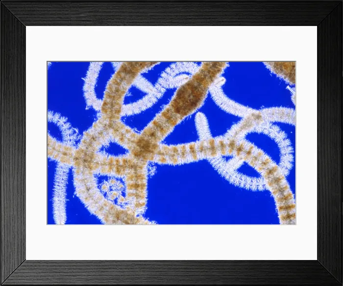 Framed Print : Red algae, Batrachospermum, light micrograph