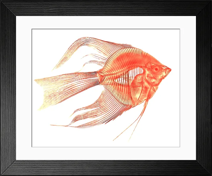 Framed Print : Angelfish X-Ray