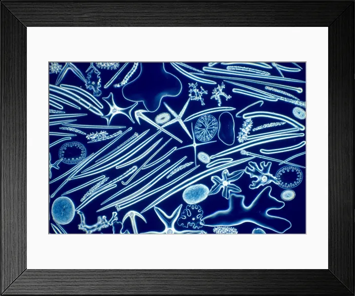 Framed Print : Sponge Spicules