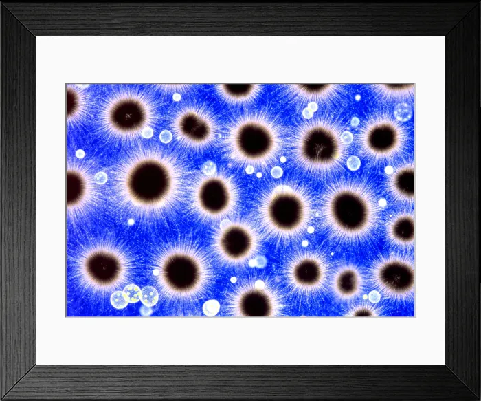Framed Print : Phytoplankton, Gloeotrichia, and Volvox Framed Print : Phytoplankton, Gloeotrichia, and Volvox