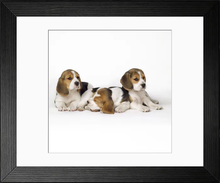 Framed Print : Beagle puppies, row of three, second asleep Framed Print : Beagle puppies, row of three, second asleep