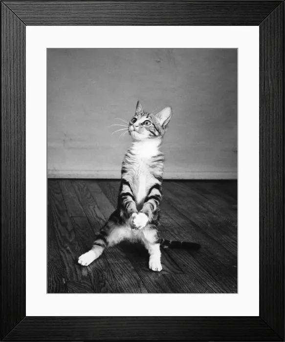 Framed Print : Kitten sitting up Framed Print : Kitten sitting up