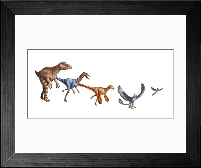 Framed Print : Evolution of Raptors Framed Print : Evolution of Raptors