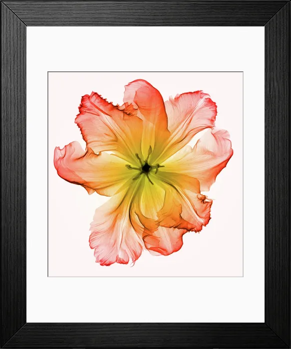 Framed Print : X-Ray of a Tulip Flower