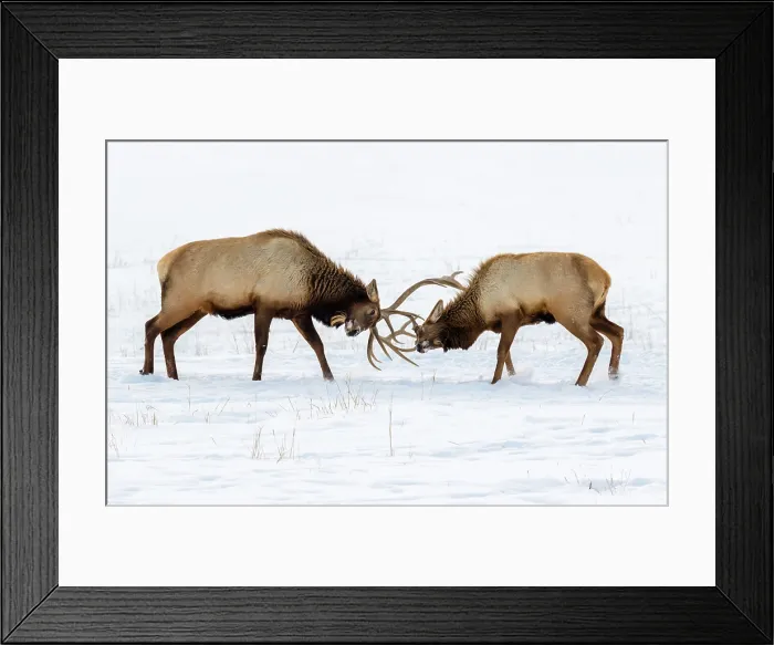 Framed Print : Male Elk (Cervus canadensis) Fighting Framed Print : Male Elk (Cervus canadensis) Fighting