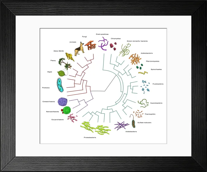Framed Print : Evolutionary Tree: Bacteria Framed Print : Evolutionary Tree: Bacteria