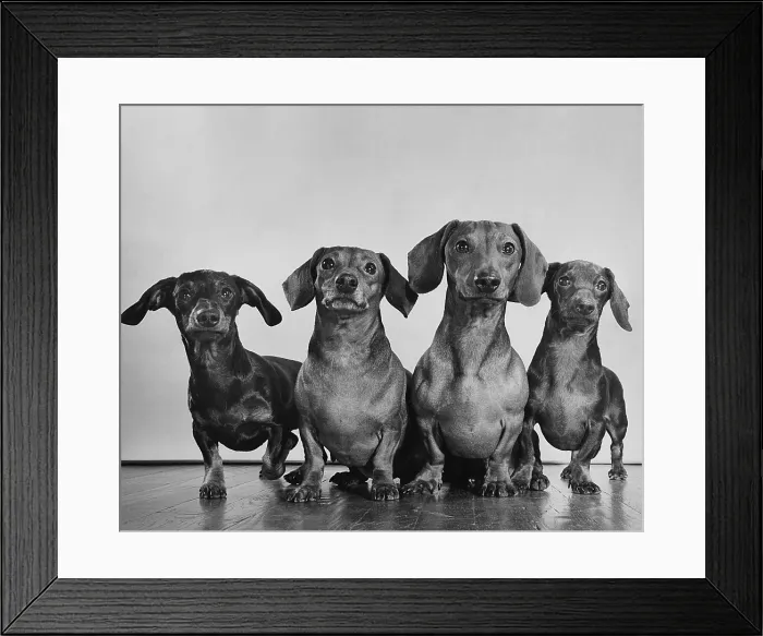 Framed Print : Dachsunds pose for a group portrait Framed Print : Dachsunds pose for a group portrait