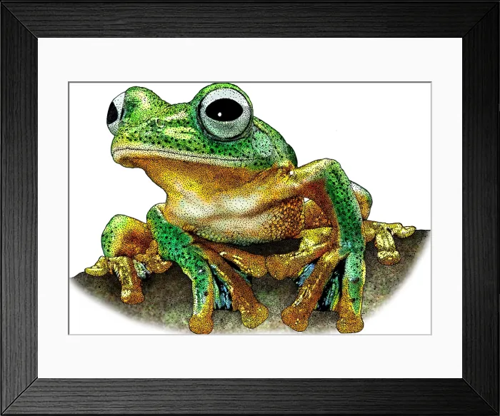 Framed Print : Javan Gliding Frog Framed Print : Javan Gliding Frog