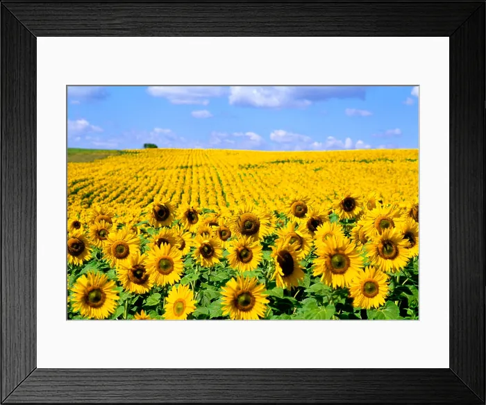 Framed Print : Field of Sunflowers Under a Blue Sky, North Dakota Framed Print : Field of Sunflowers Under a Blue Sky, North Dakota