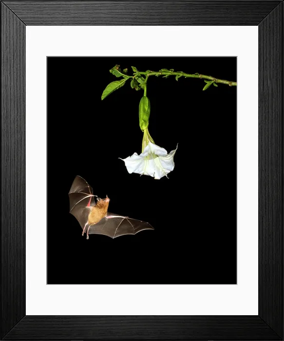 Framed Print : Pallas's Long-tongued Bat
