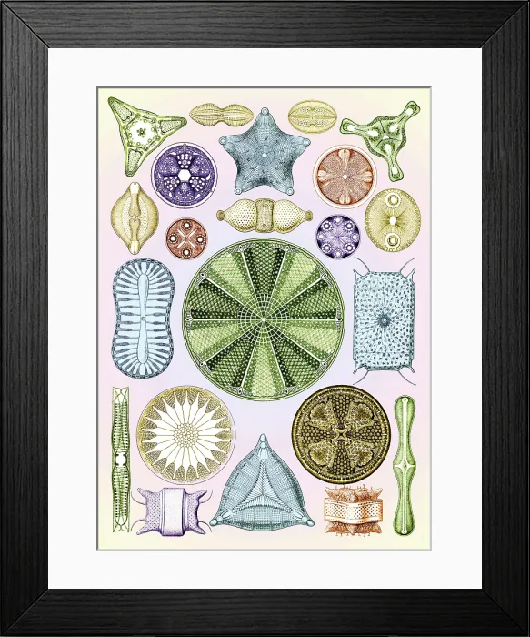 Framed Print : Ernst Haeckel, Diatoms, Microalgae Framed Print : Ernst Haeckel, Diatoms, Microalgae