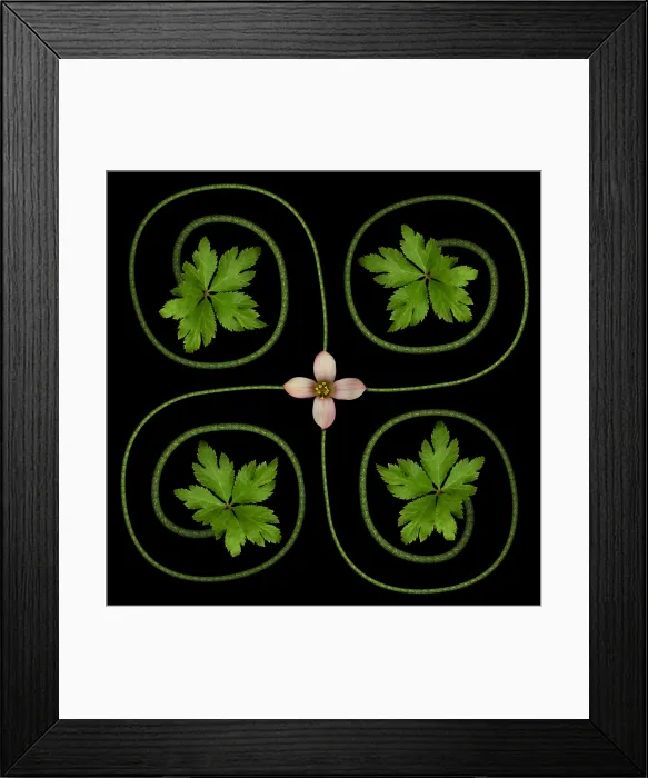 Framed Print : Tropical ornament