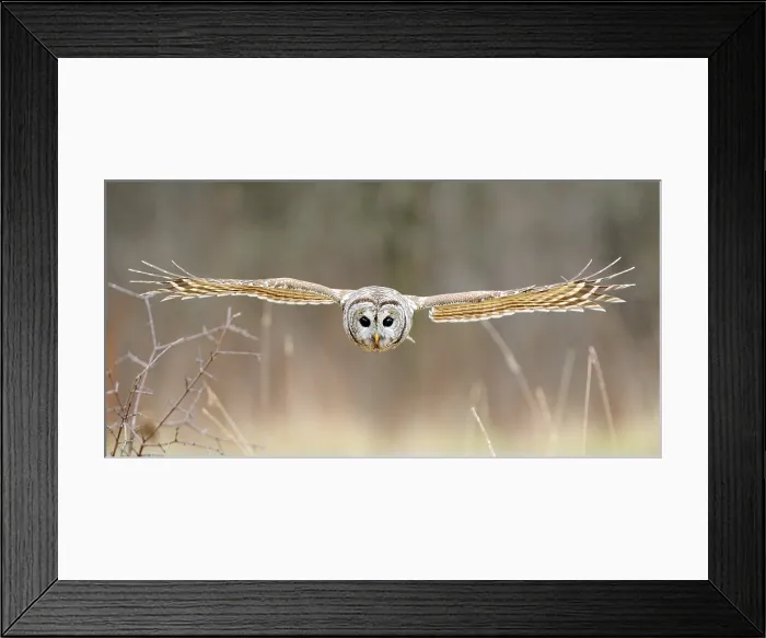 Framed Print : Barred Owl in Flight Framed Print : Barred Owl in Flight