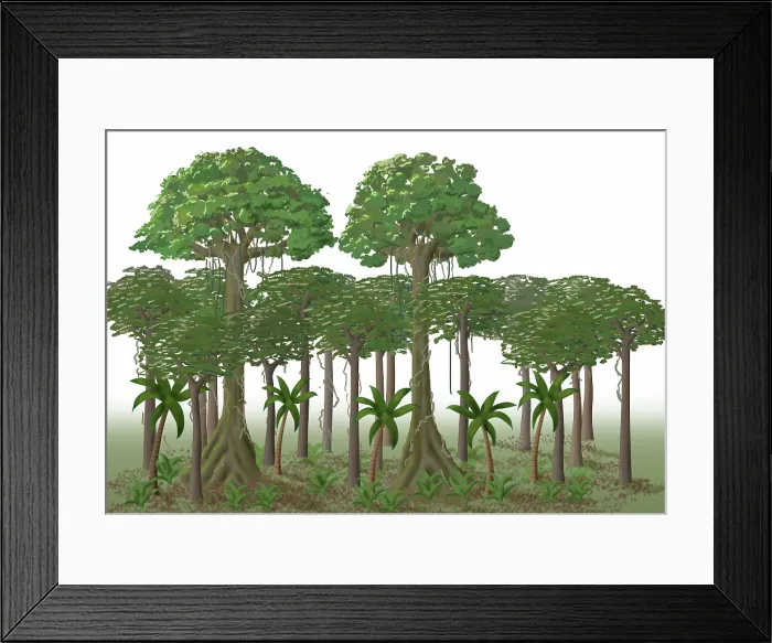 Framed Print : Rainforest Layers, Illustration