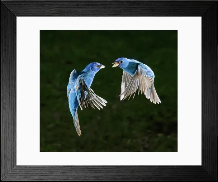 Framed Print : Indigo bunting