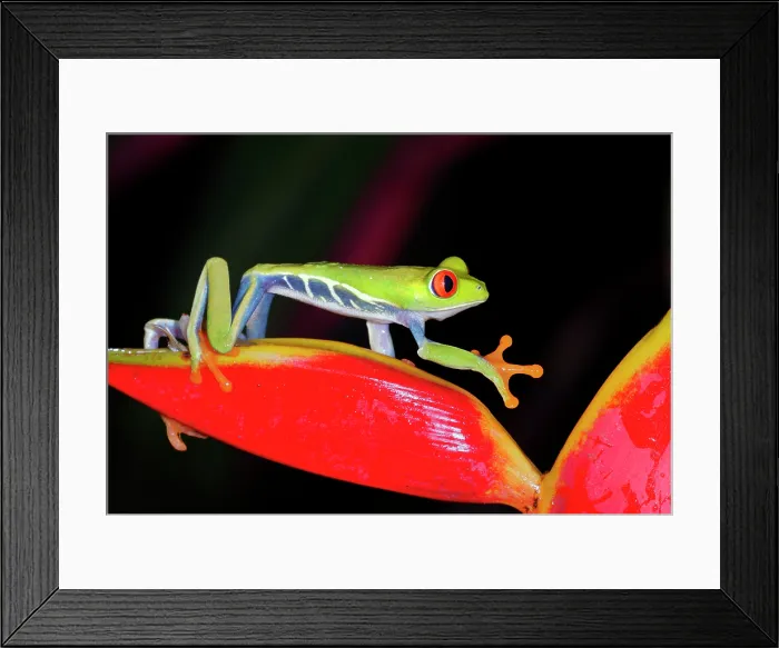 Framed Print : Red-eyed Tree Frog Climbing Plants at Night Framed Print : Red-eyed Tree Frog Climbing Plants at Night