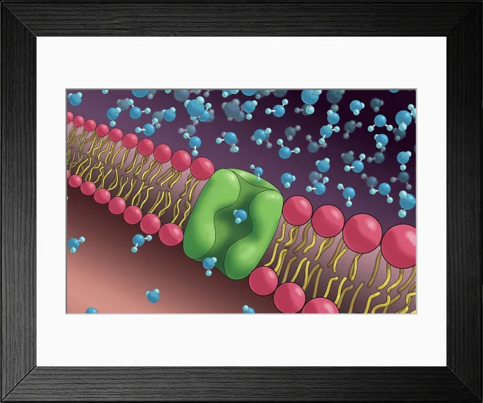 Framed Print : Aquaporins, Illustration Framed Print : Aquaporins, Illustration