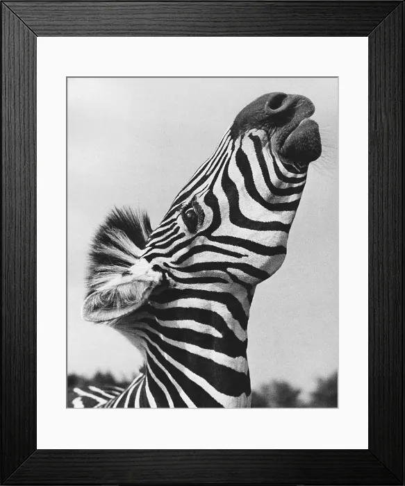 Framed Print : Zebra portrait