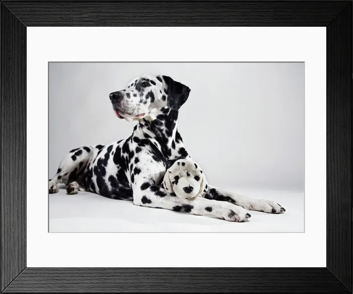 Framed Print : Adult Dalmatian with stuffed toy dog