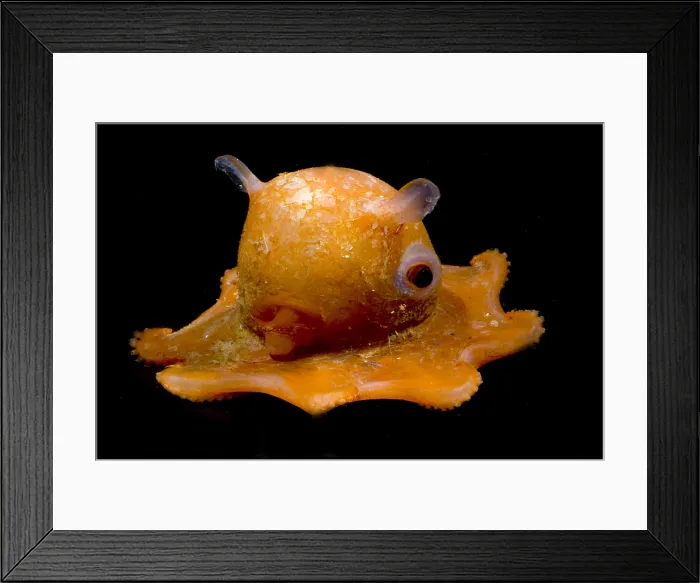Framed Print : Flapjack Octopus Framed Print : Flapjack Octopus