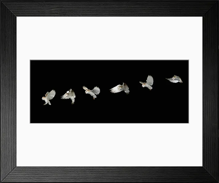 Framed Print : Barn owl in flight Framed Print : Barn owl in flight