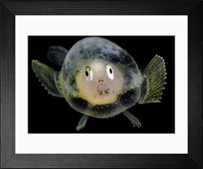 Framed Print : Juvenile Pancake Batfish (Halieutichthys aculeatus) Framed Print : Juvenile Pancake Batfish (Halieutichthys aculeatus)