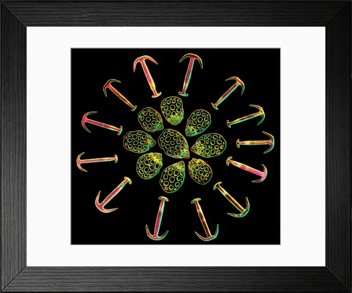 Framed Print : Holothurian Plates & Anchors, Spikeberg Illumination Framed Print : Holothurian Plates & Anchors, Spikeberg Illumination