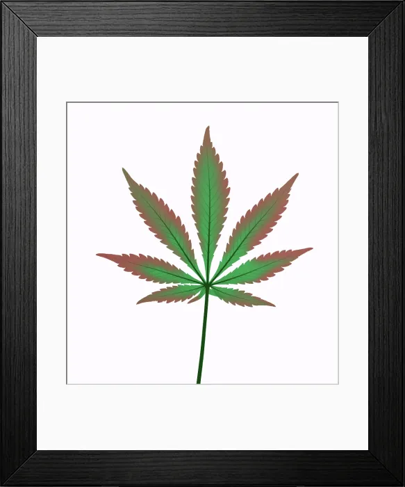 Framed Print : X-Ray of a Cannabis Plant Framed Print : X-Ray of a Cannabis Plant