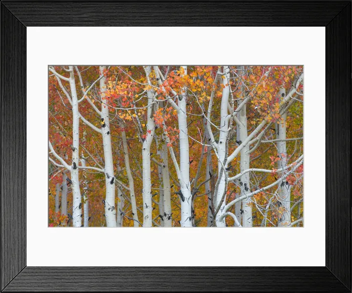 Framed Print : Autumn Quaking Aspens