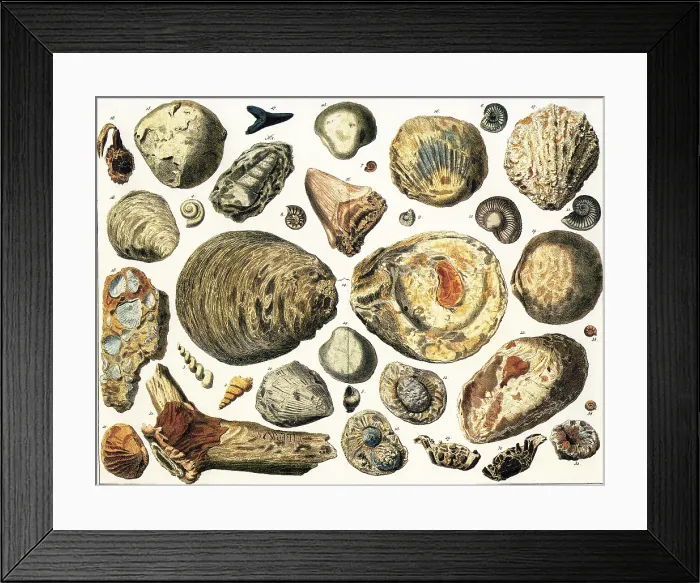 Framed Print : Petrified Marine Shells Framed Print : Petrified Marine Shells