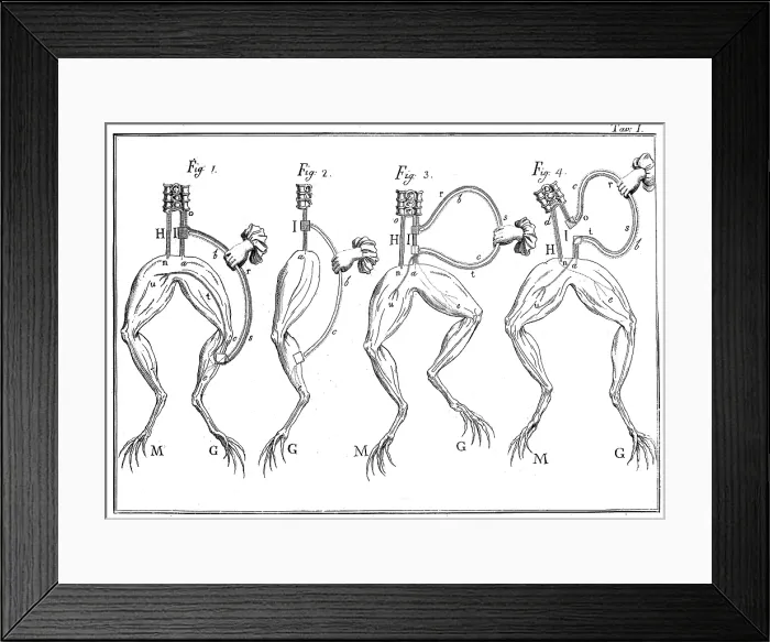 Framed Print : Luigi Galvani Frog Experiments, 18th Century Framed Print : Luigi Galvani Frog Experiments, 18th Century