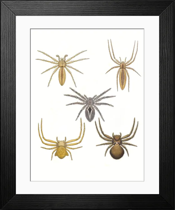 Framed Print : Crab Spiders Framed Print : Crab Spiders