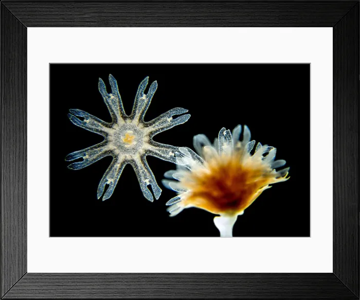 Framed Print : Strobila and Ephyra of Jellyfish, light micrograph Framed Print : Strobila and Ephyra of Jellyfish, light micrograph