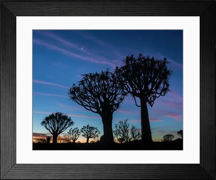 Framed Print : Quiver trees