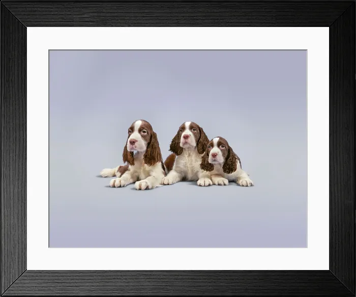 Framed Print : Springer Spaniel Framed Print : Springer Spaniel
