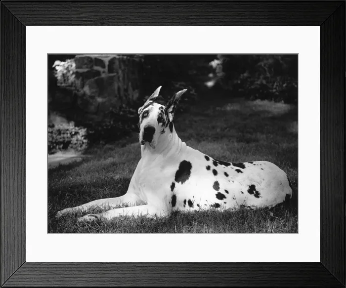 Framed Print : Great Dane Framed Print : Great Dane