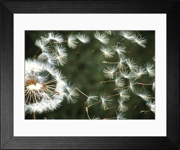 Framed Print : Dandelions (Taraxacum officinale) are short perennial plants which bloom Framed Print : Dandelions (Taraxacum officinale) are short perennial plants which bloom