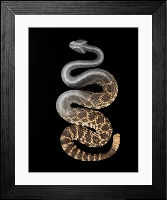 Framed Print : Southern Pacific Rattlesnake, X-Ray Framed Print : Southern Pacific Rattlesnake, X-Ray