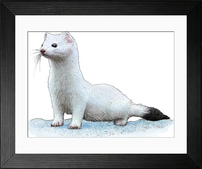 Framed Print : Ermine. Illustration of an Ermine or Stoat (Mustela erminea) Framed Print : Ermine. Illustration of an Ermine or Stoat (Mustela erminea)
