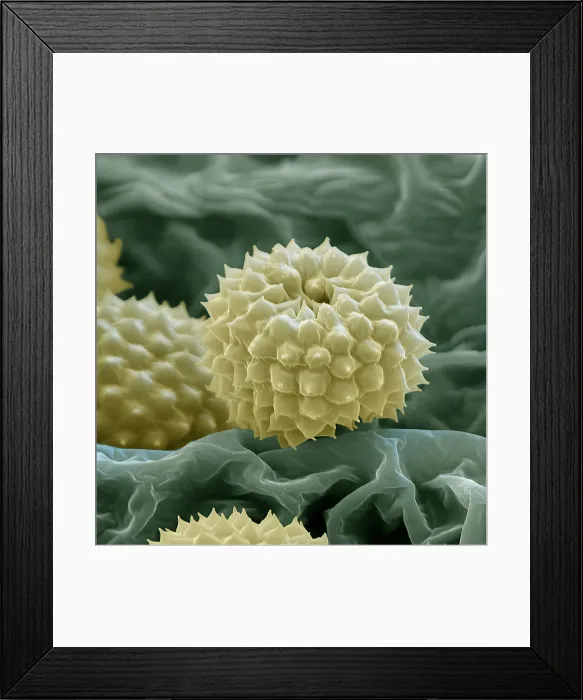 Framed Print : Ragweed Pollen Framed Print : Ragweed Pollen