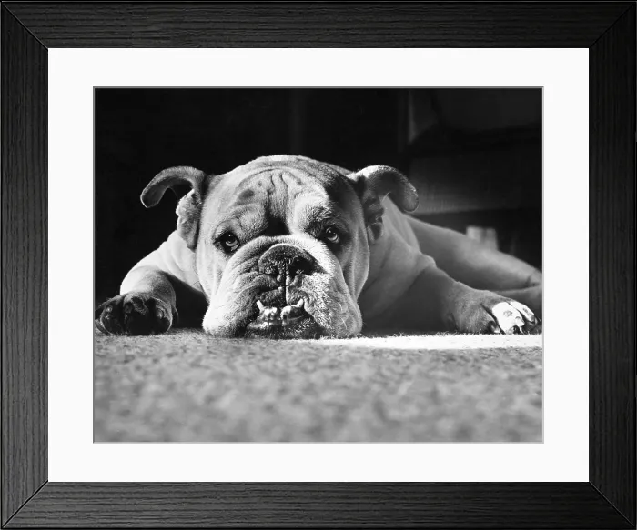 Framed Print : English Bulldog Framed Print : English Bulldog