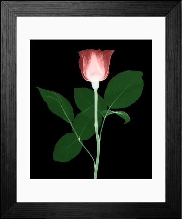 Framed Print : Rose. X-Ray of a rose Framed Print : Rose. X-Ray of a rose