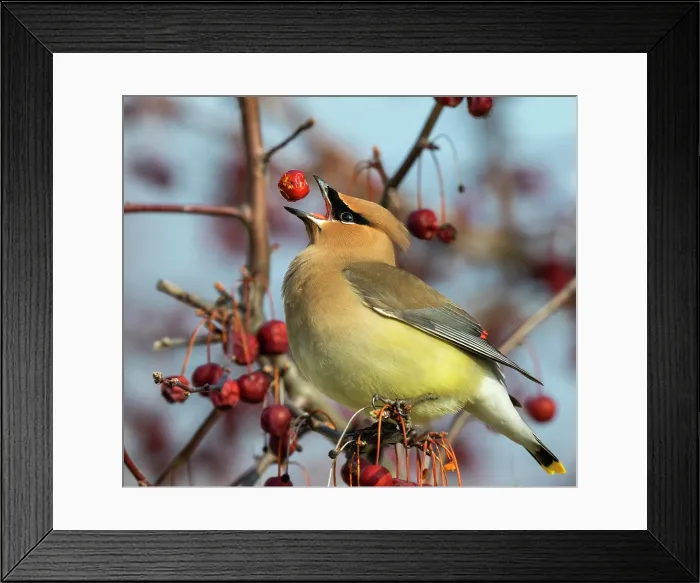 Framed Print : Cedar Waxwing Feeding on Crab Apples Framed Print : Cedar Waxwing Feeding on Crab Apples