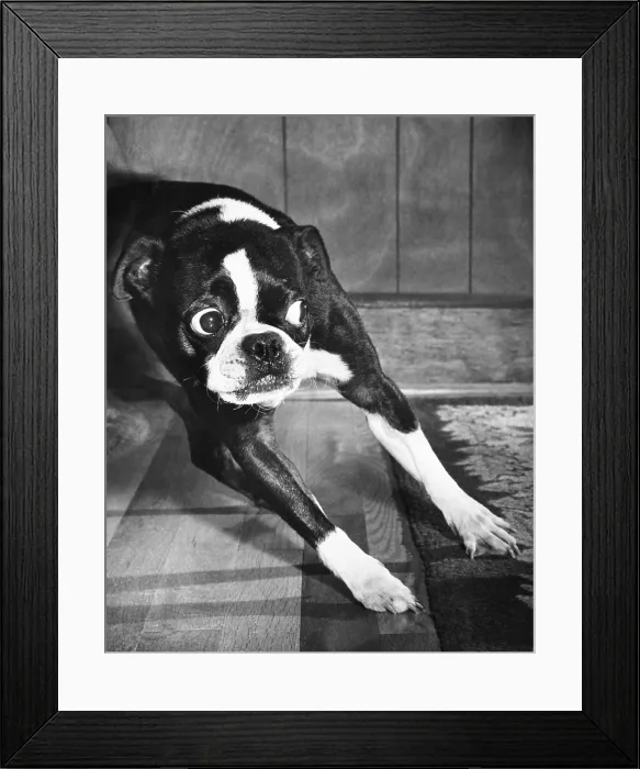 Framed Print : Boston Terrier Framed Print : Boston Terrier