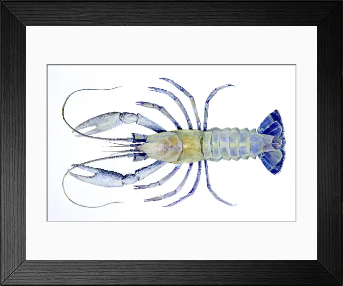 Framed Print : Cave crayfish Framed Print : Cave crayfish