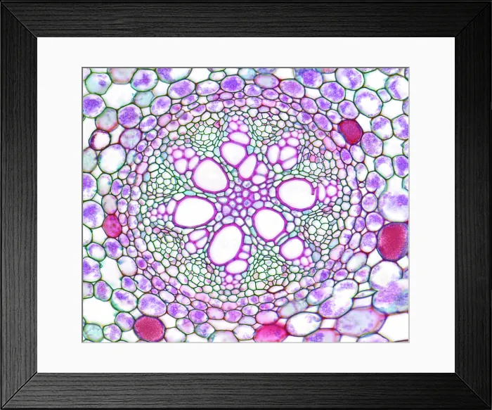 Framed Print : Acorus calamus monocot root, light micrograph Framed Print : Acorus calamus monocot root, light micrograph