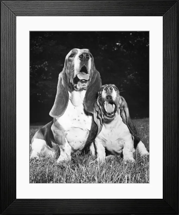 Framed Print : Basset Hounds Framed Print : Basset Hounds