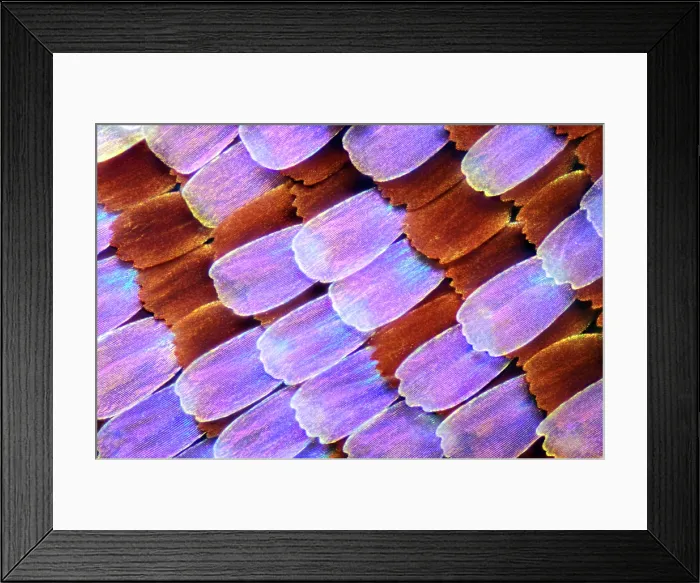 Framed Print : Wing scales, butterfly, light micrograph Framed Print : Wing scales, butterfly, light micrograph